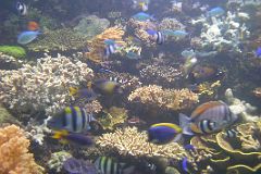 Singapore 04 04 Sentosa Island Underwater World Aquarium Coral Reef